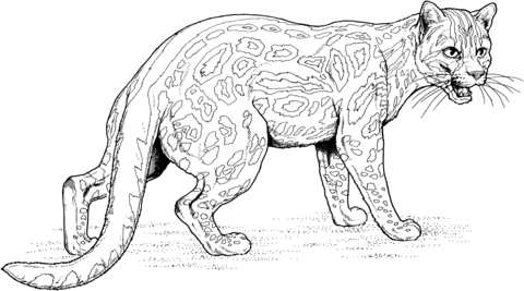 Ocelot Dwarf Leopard Coloring Page